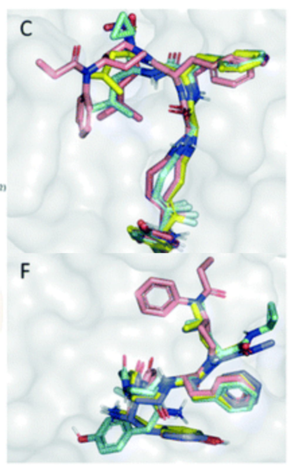 Delta- and mu-opioid receptor with peptide agonists