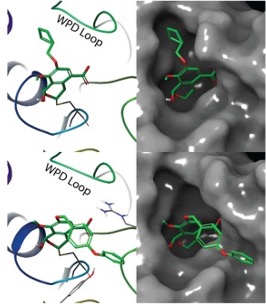 PTPRD bound to 2 inhibitors