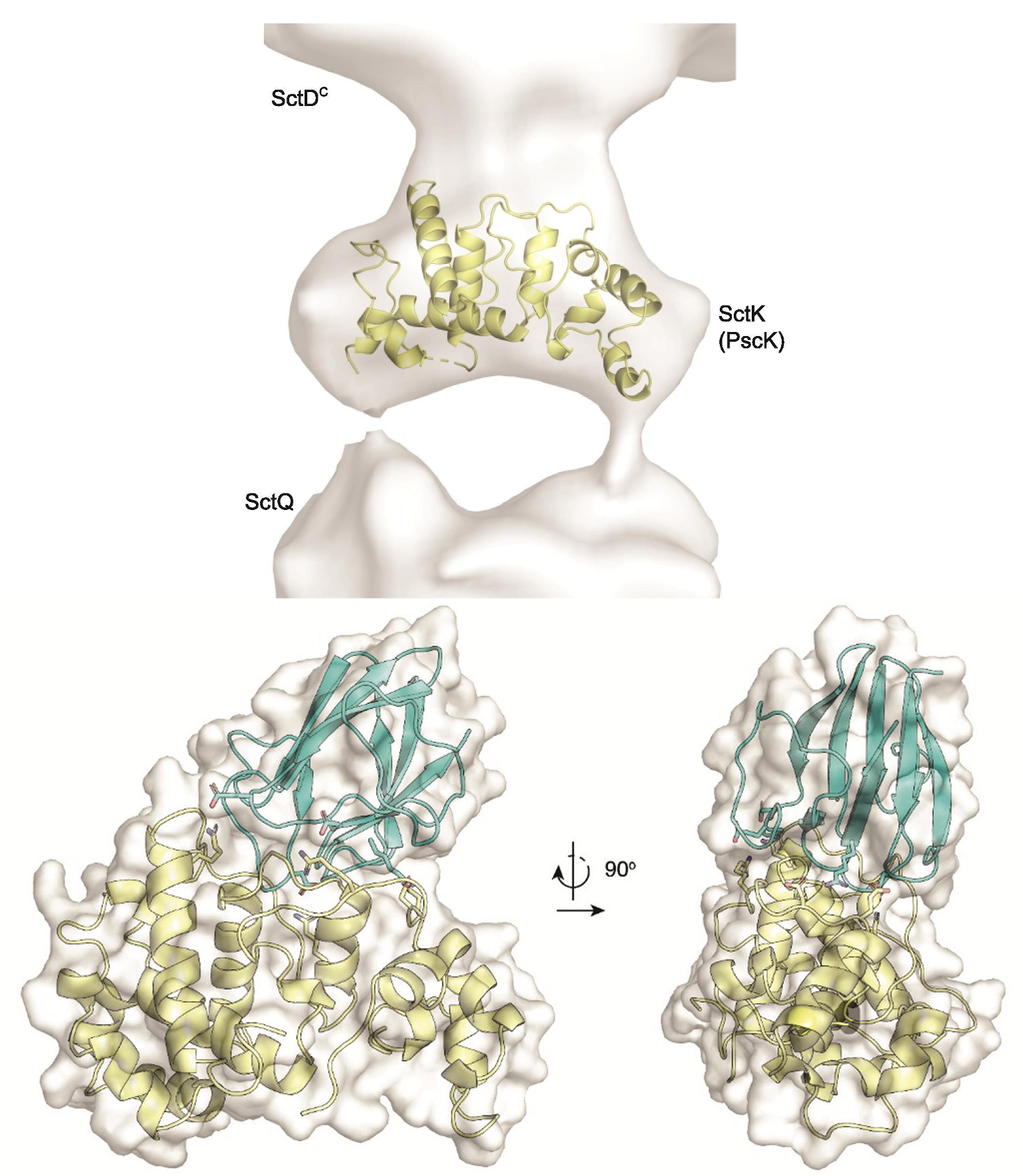 Model of T3SS proteins SctD and SctK