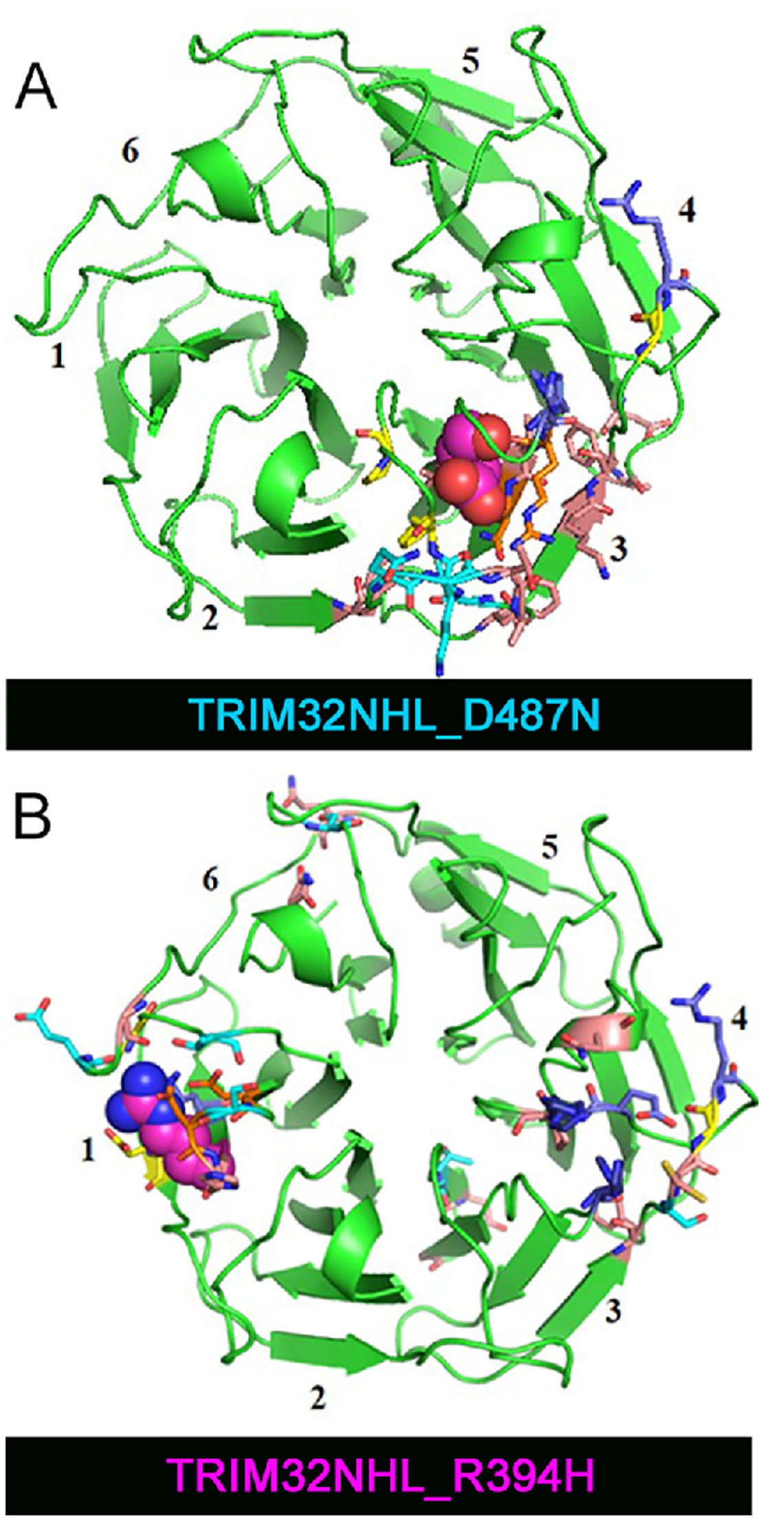 TRIM32 point mutations